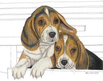 Beagle