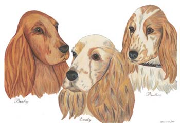 3 Spaniel