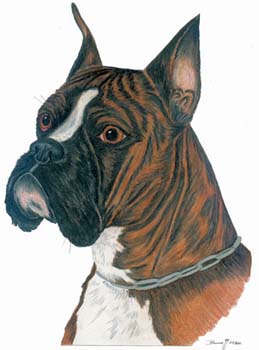 Boxer