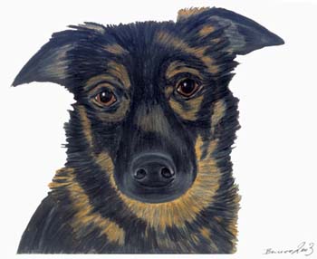Hunde Mischling