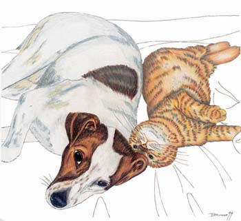Hunde Mischling