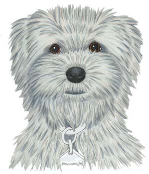 Kleiner weisser Hund