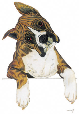 Boxer