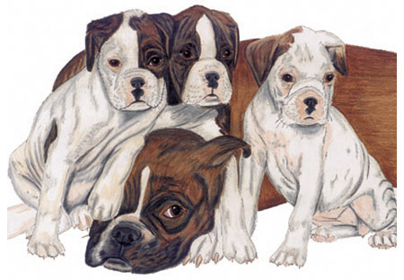 Boxerfamilie