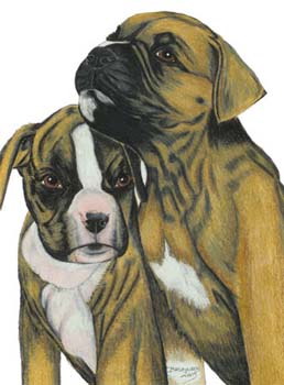 2 Boxer