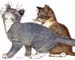 Junges Katzenpärchen